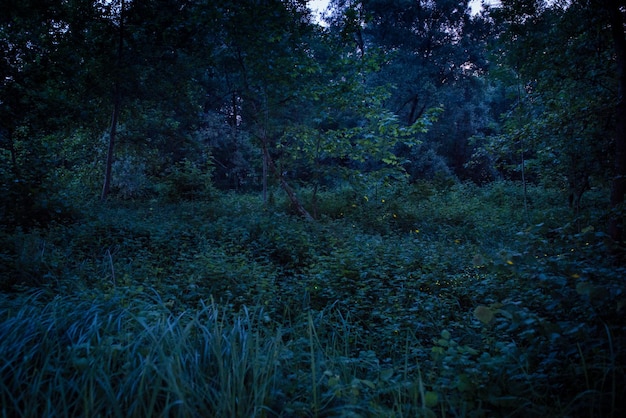 Le lucciole all'oasi Fontane Bianche di notte