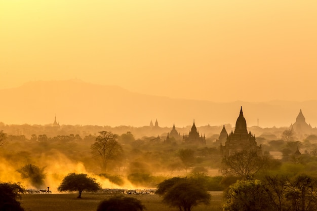 Le mandrie di bestiame davanti alle pagode antiche di Bagan durante il bello bagliore del tramonto, Myanmar.