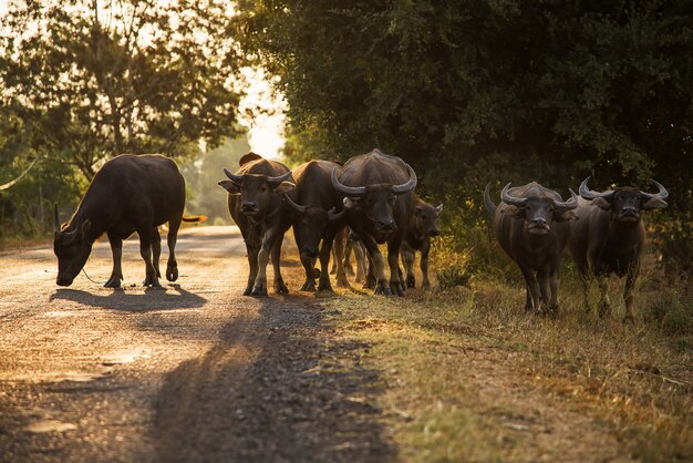 Le mandrie di bufali stanno camminando per la strada