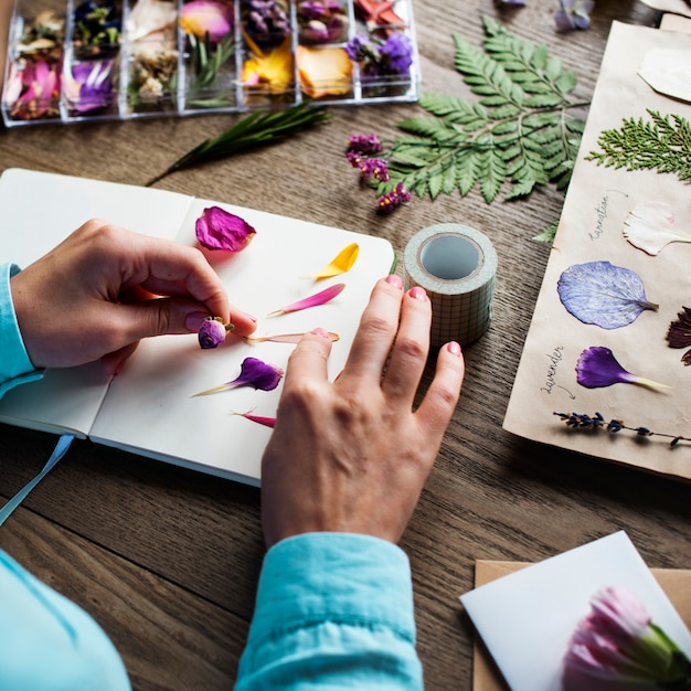 Le mani che fanno attaccano la raccolta secca dei fiori nel hobby fatto a mano del lavoro del taccuino