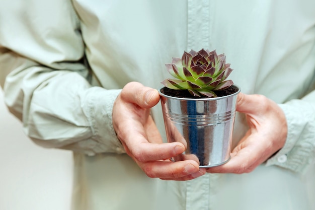 Le mani degli uomini mantengono il vaso con una pianta verde nella serra