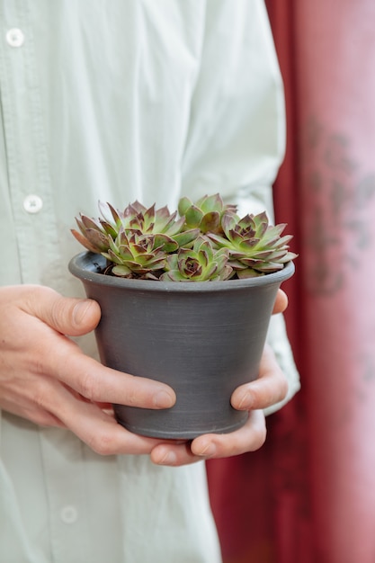 Le mani degli uomini mantengono il vaso con una pianta verde nella serra