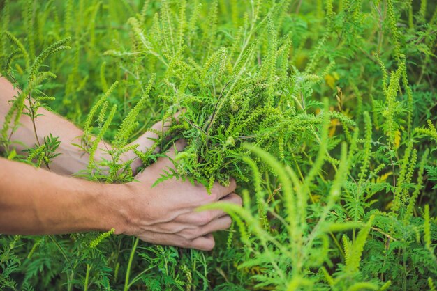 Le mani degli uomini strappano l'ambrosia causando allergia in molte persone