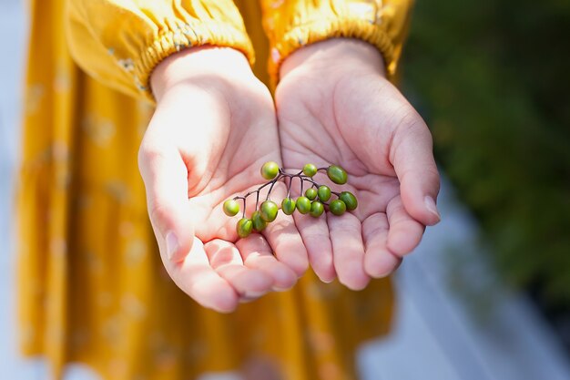 Le mani dei bambini che tengono bacche verdi fresche. Raccolta. Autunno.