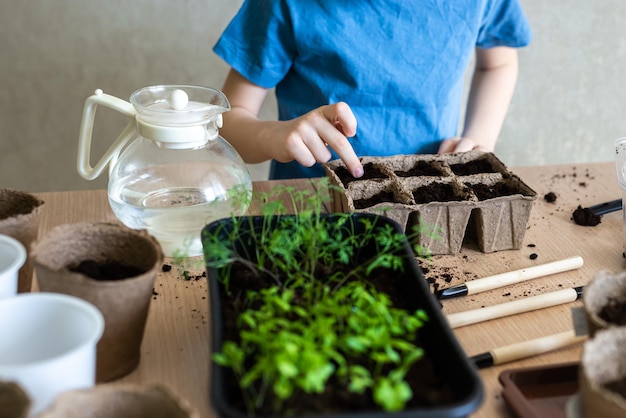 Le mani dei bambini di giardinaggio domestico di un bambino del giardiniere che innaffiano le piantine delle piante in primo piano delle pentole di eco