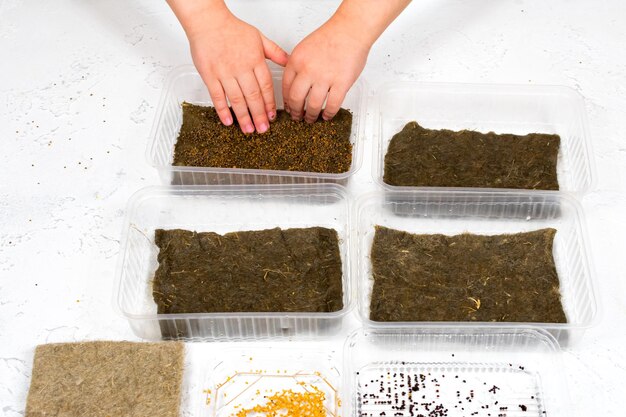 Le mani dei bambini piantano semi di microgreen in contenitori su stuoie di lino Piantare semi per la crescita di microgreens a casa Il concetto di cibo vegano adeguato