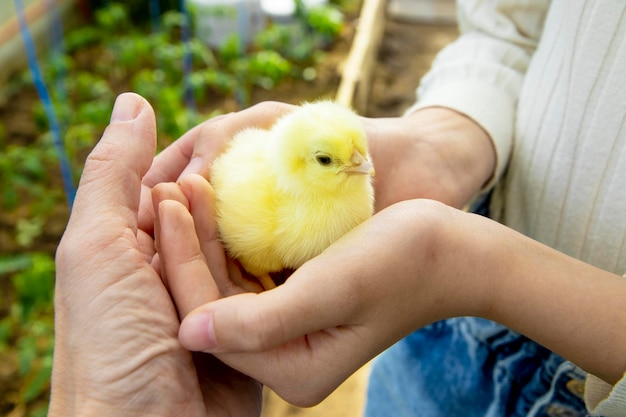 Le mani dei bambini tengono un piccolo pollo