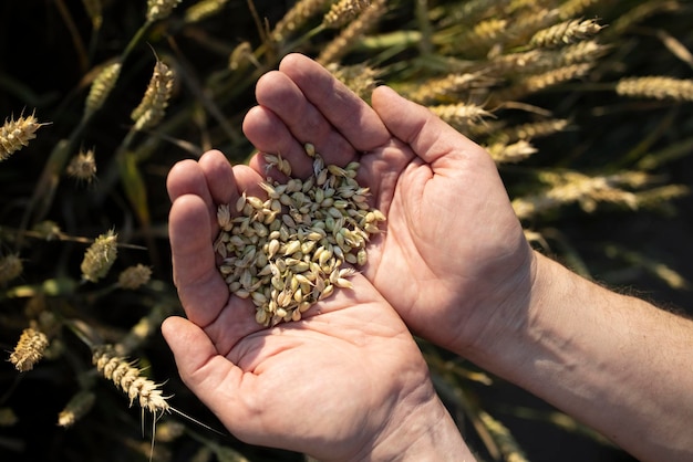 Le mani del contadino del primo piano tengono una manciata di chicchi di segale di grano in un campo di segale di grano Una mano di un uomo tiene i chicchi di cereali maturi su uno sfondo sfocato di un campo di grano Vista dall'alto Concetto di raccolta