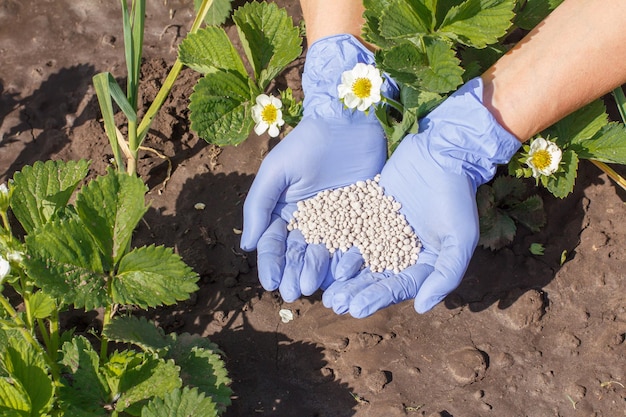 Le mani del contadino in guanti di gomma tengono il fertilizzante chimico a forma di cuore