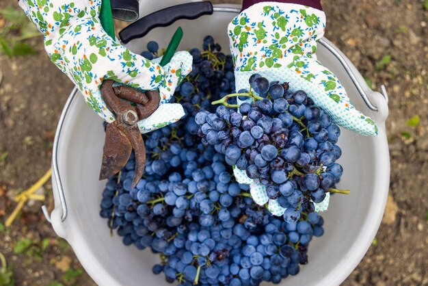 Le mani del contadino nei guanti mettono l'uva rossa in un secchio durante la vendemmia nel vigneto italiano