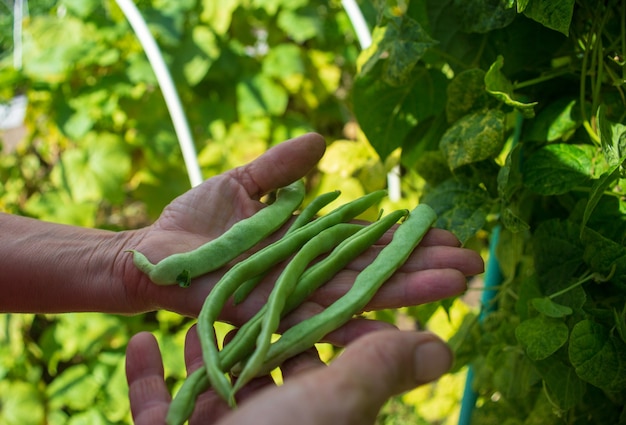 Le mani del contadino raccolgono fagioli in giardino. Raccolta di cibo sano concetto.