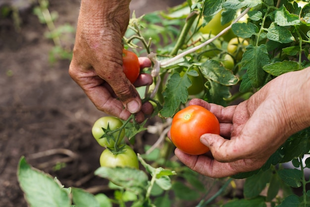 Le mani del contadino tengono i pomodori. Un contadino lavora in una serra. Ricco concetto di raccolto