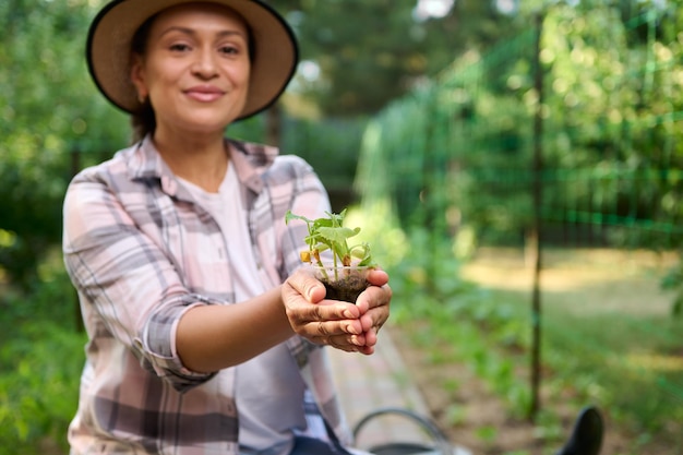 Le mani del giardiniere femminile che tengono giovane piantina di cetriolo in terra su uno sfondo di orto ecologico Copia spazio