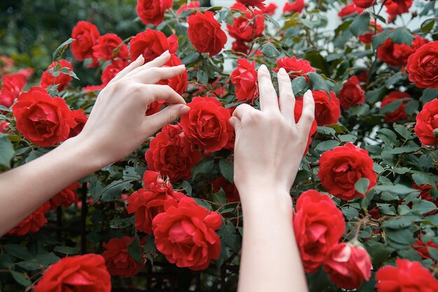 Le mani del giardiniere tengono un cespuglio di rose rosse ragazza che fa floristica