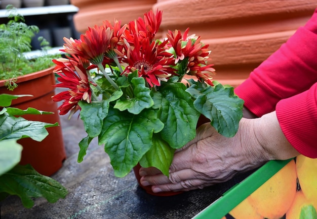 Le mani del giardiniere tengono un vaso con un fiore in un negozio di fiori o in una serra