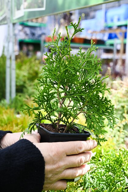 Le mani del giardiniere tengono una pentola con un albero in un negozio di fiori o in una serra