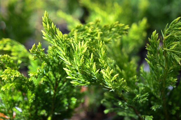 Le mani del giardiniere tengono una pentola con un albero in un negozio di fiori o in una serra