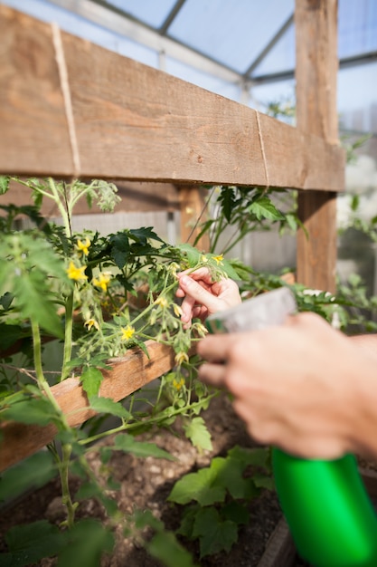 Le mani del giovane che spruzzano i fiori dall'acqua sono costituite da fertilizzanti e sostanze nutritive per la verdura