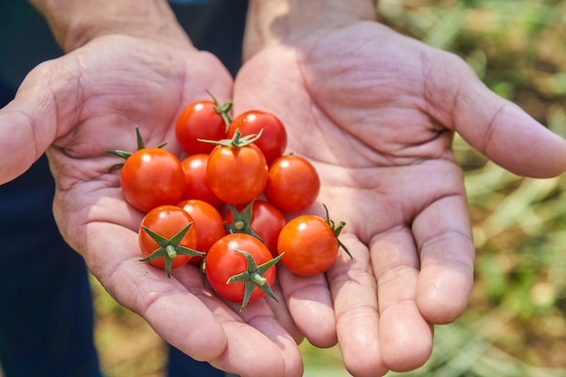 Le mani del maschio che raccolgono i pomodori freschi nel giardino in un giorno soleggiato. Coltivatore che raccoglie i pomodori organici. Concetto di coltivazione di ortaggi.