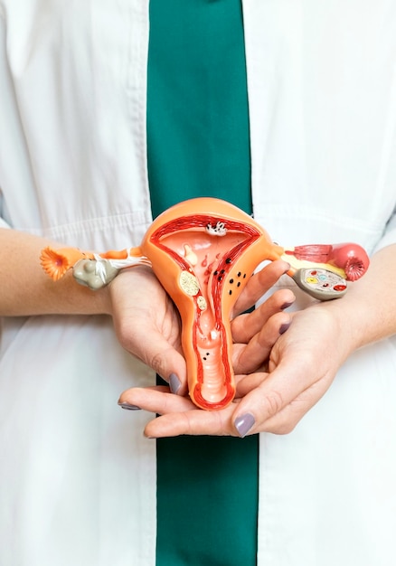 Le mani del medico ginecologo femminile tengono un layout del sistema riproduttivo femminile