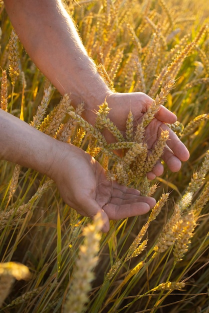 Le mani dell'agricoltore del primo piano tengono le spighe di segale di grano in un campo di segale di grano Una mano dell'uomo tiene le spighe mature di cereali su uno sfondo sfocato di un campo di grano Vista dall'alto Concetto di raccolto