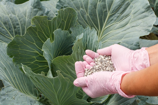 Le mani dell'agricoltore in guanti di gomma tengono il fertilizzante chimico per darlo a un cavolo verde in giardino