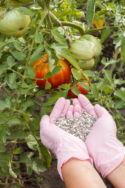 Le mani dell'agricoltore in guanti di nitrile tengono fertilizzante chimico per darlo ai cespugli di pomodoro che crescono nel giardino.