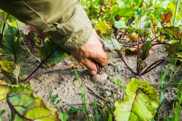 Le mani dell'agricoltore raccolgono il raccolto di barbabietole in giardino Lavoro di piantagione Raccolto autunnale e concetto di cibo biologico sano da vicino con il fuoco selettivo