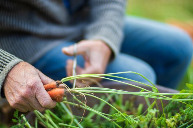 Le mani dell'agricoltore raccolgono il raccolto di carote in giardino Lavoro di piantagione Raccolto autunnale e concetto di cibo biologico sano da vicino con il fuoco selettivo