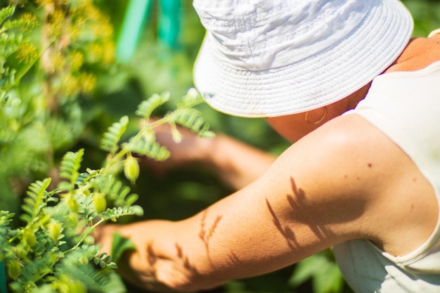 Le mani dell'agricoltore raccolgono il raccolto di ceci in giardino Lavoro di piantagione Raccolto autunnale e concetto di cibo biologico sano da vicino con il fuoco selettivo