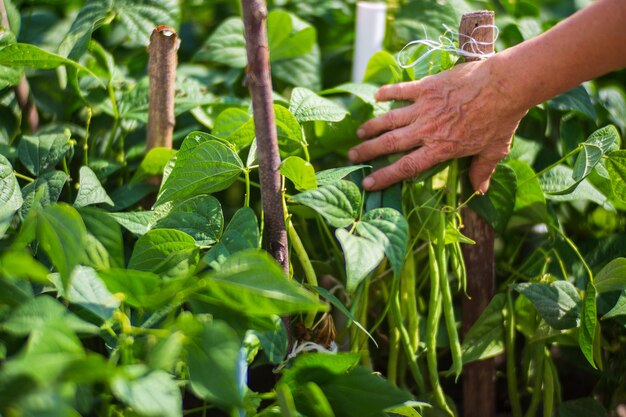 Le mani dell'agricoltore raccolgono il raccolto di fagioli in giardino Lavoro di piantagione Raccolto autunnale e concetto di cibo biologico sano da vicino con il fuoco selettivo