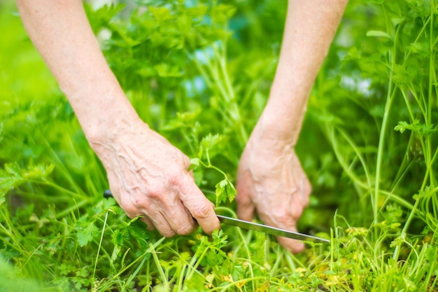 Le mani dell'agricoltore raccolgono le colture in giardino Lavoro di piantagione Raccolto autunnale e sano concetto di alimenti biologici da vicino con messa a fuoco selettiva