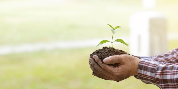 Le mani dell'agricoltore stanno piantando le piantine nel terreno