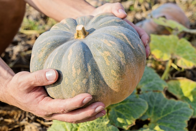 Le mani dell'agricoltore tengono la grande zucca matura sul campo verde