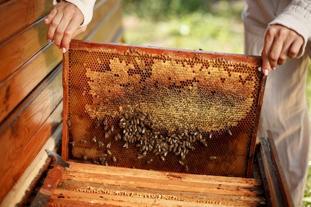 Le mani dell'apicoltore estrae dall'alveare una cornice di legno con nido d'ape.