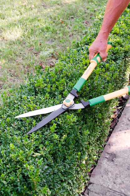 Le mani dell'uomo taglia i rami dal cespuglio di bosso con il potatore del giardino. Buxus sempervirens.