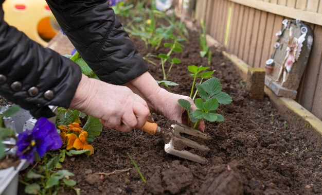 Le mani della donna anziana piantano le fragole nel terreno nel lavoro primaverile del giardino con la piantina nel giardino