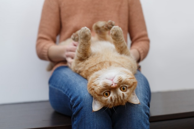 Le mani della donna che accarezzano il gatto rosso sano nella stanza a casa. Cura della mano umana e accarezzando la fine lanuginosa del gatto su. il proprietario passa accarezzando il gatto divertente con un muso soddisfatto. Concetto di animali domestici e stile di vita