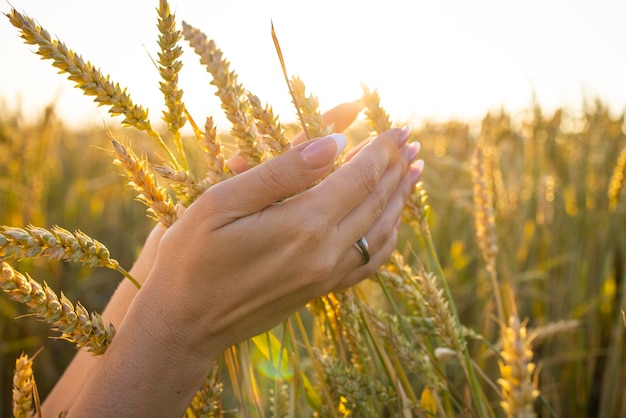 Le mani della donna del primo piano tengono le spighe della segale di grano in un campo di segale di grano Una mano della donna tiene le spighe mature dei cereali su uno sfondo sfocato di un campo di grano Il concetto di raccolta della sicurezza alimentare