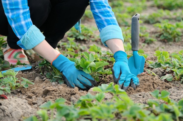 Le mani della donna in guanti con gli strumenti di giardino piantano i cespugli di fragola in suolo