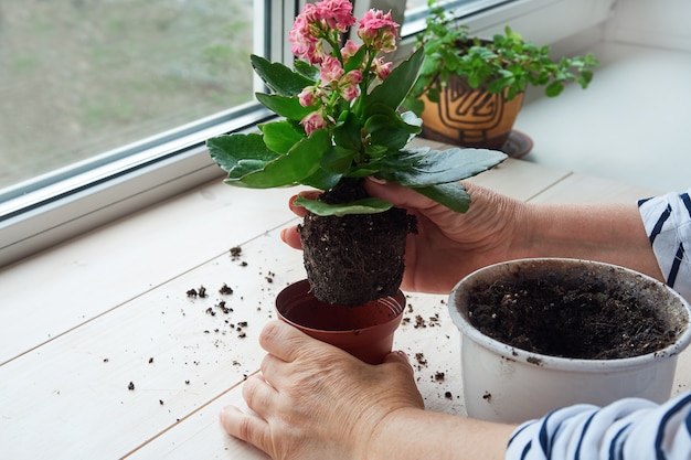 Le mani della donna trapiantano una pianta domestica in un nuovo vaso