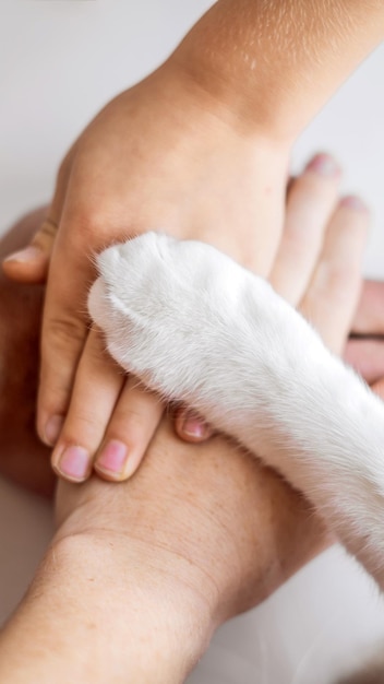 Le mani della famiglia e la zampa pelosa del gatto come una squadra che lotta per i diritti degli animali aiutando