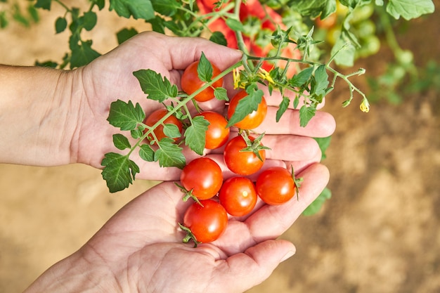 Le mani della femmina che raccolgono i pomodori freschi nel giardino in un giorno soleggiato. Coltivatore che raccoglie i pomodori organici. Concetto di coltivazione di ortaggi.