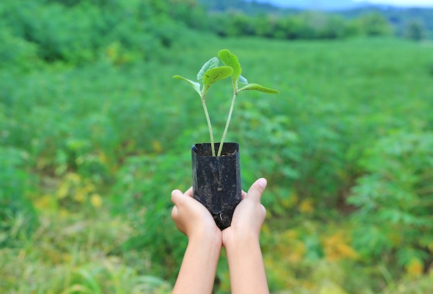 Le mani della ragazza sollevano poca pianta in natura.