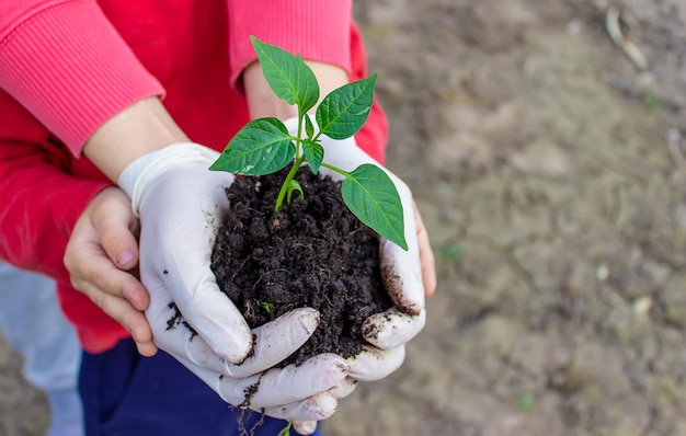 Le mani delle donne e dei bambini tengono la pianta di paprika con la terra Piantagione all'inizio della primavera