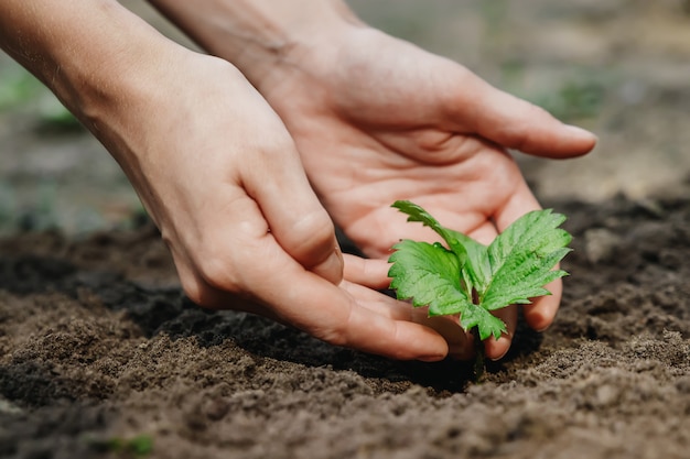 Le mani delle donne mettono un germoglio nel terreno, primo piano