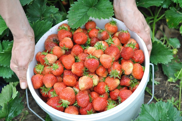 Le mani delle donne raccolgono le fragole nella stagione delle piogge