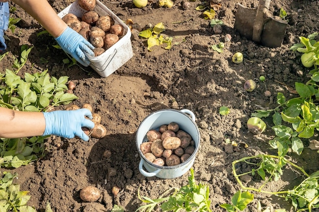 Le mani delle donne raccolgono le patate dugup sull'infield