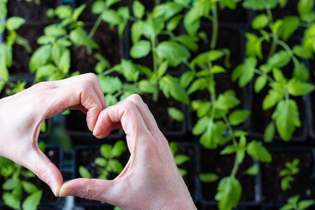 Le mani delle donne sono piegate a forma di cuore su piantine con pomodori Cresciuti con amore Primo piano