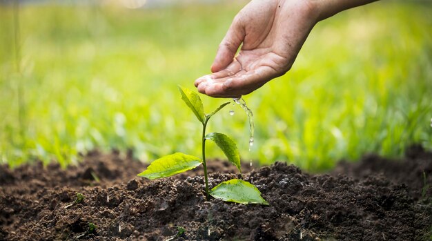 Le mani delle donne stavano piantando le piantine nel terreno nel giardino Fasi di crescita dell'albero In natura E bella illuminazione mattutina Fresco semenzale verde Ama il concetto del mondo